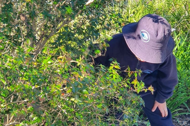 A student closely observing the features of plant