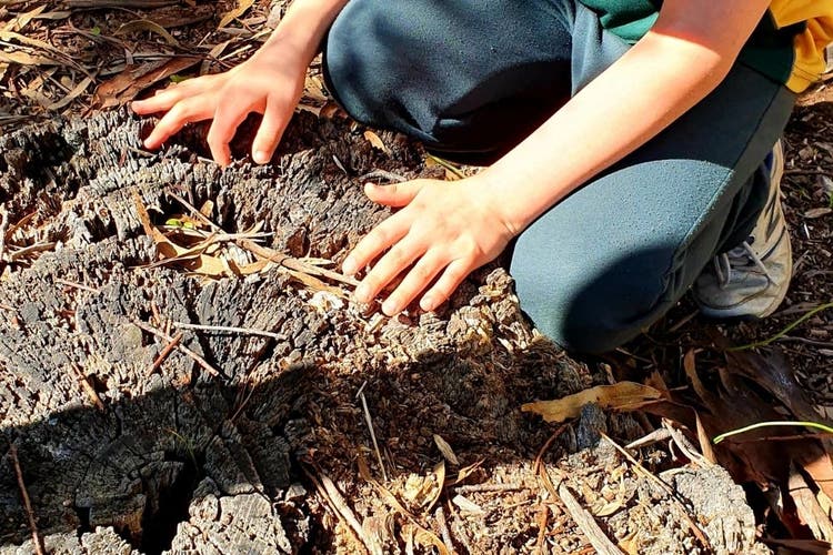 A student observing natural materials in the bush