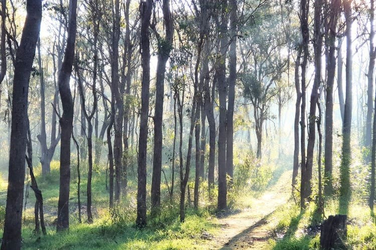 Morning sunlight shining through a forest