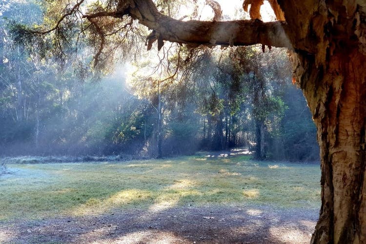 Sunlight shining through a large tree
