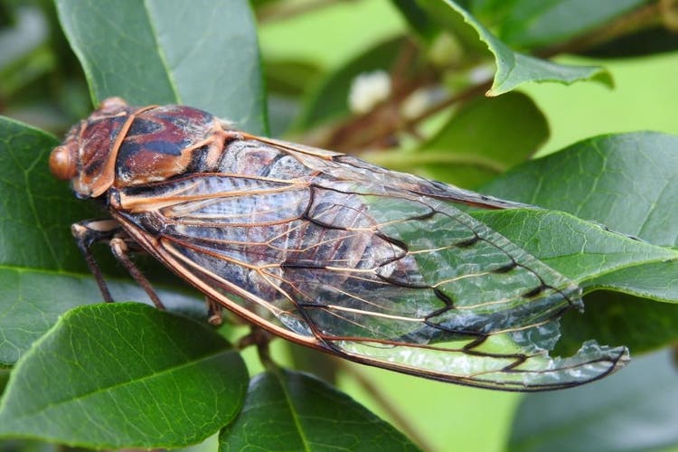 A cicada