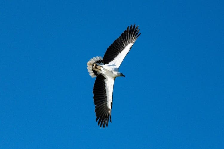 An eagle flying through the sky